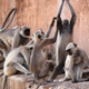 Illustration for article titled 30,000 Monkeys Are Wreaking Havoc on India's Capital